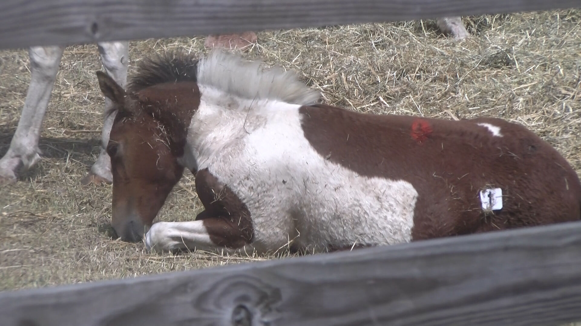 Pony 2